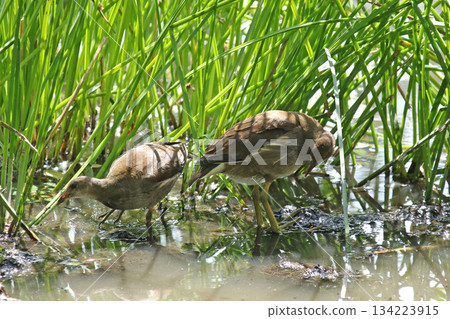 北海道野生鳥類－幼年普通水雞（Gallinula chloropus） 134223915