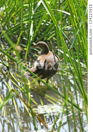 Young Common Moorhen Gallinula chloropus, a wild bird of Hokkaido Young Common Moorhen Gallinula chloropus, a wild bird of Hokkaido 134223918