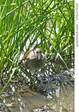 北海道野生鳥類-幼年普通水雞(Gallinula chloropus) 北海道野生鳥類-幼年普通水雞(Gallinula chloropus) 134223919