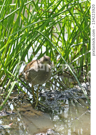 北海道野生鳥類－幼年普通水雞（Gallinula chloropus） 134223920
