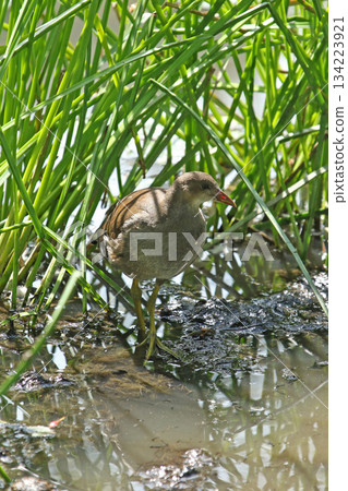 Young Common Moorhen Gallinula chloropus, a wild bird of Hokkaido 134223921