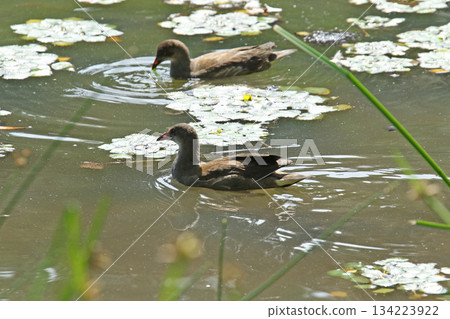 北海道野生鳥類－幼年普通水雞（Gallinula chloropus） 134223922