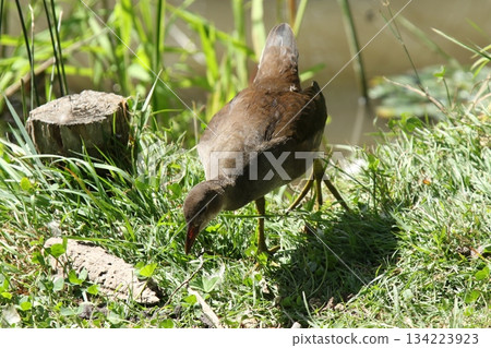 北海道野生鳥類-幼年普通水雞(Gallinula chloropus) 北海道野生鳥類-幼年普通水雞(Gallinula chloropus) 134223923