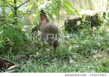 北海道野生鳥類-幼年普通水雞(Gallinula chloropus) 北海道野生鳥類-幼年普通水雞(Gallinula chloropus) 134223925