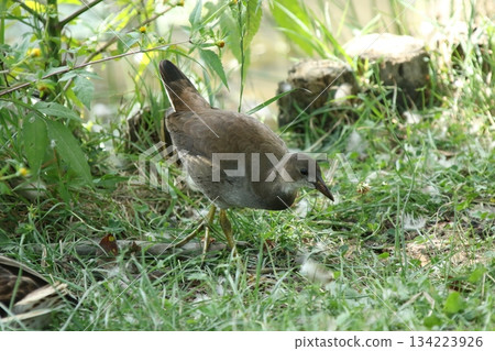 北海道野生鳥類-幼年普通水雞(Gallinula chloropus) 北海道野生鳥類-幼年普通水雞(Gallinula chloropus) 134223926