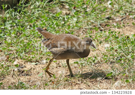 北海道野生鳥類－幼年普通水雞（Gallinula chloropus） 134223928