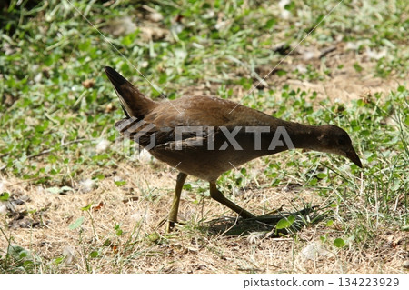 北海道野生鳥類－幼年普通水雞（Gallinula chloropus） 134223929