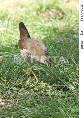 北海道野生鳥類－幼年普通水雞（Gallinula chloropus） 134223930