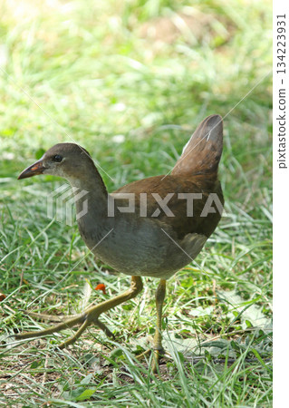 北海道野生鳥類－幼年普通水雞（Gallinula chloropus） 134223931