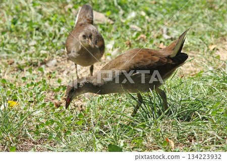 北海道野生鳥類－幼年普通水雞（Gallinula chloropus） 134223932