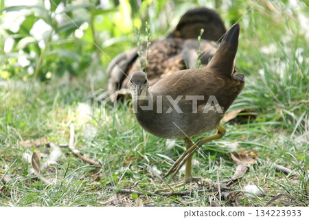 北海道野生鳥類－幼年普通水雞（Gallinula chloropus） 134223933