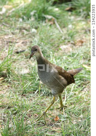 北海道野生鳥類－幼年普通水雞（Gallinula chloropus） 134223935