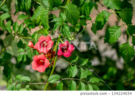 Campsis radicans, the Virginia creeper, or trumpet vine, flowering plant, climbing vine Campsis radicans, the Virginia creeper, or trumpet vine, flowering plant, climbing vine 134224034