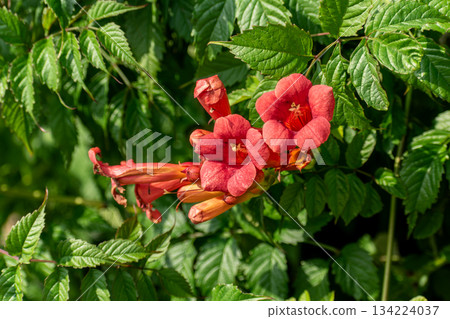 Campsis radicans, the Virginia creeper, or trumpet vine, flowering plant, climbing vine 134224037