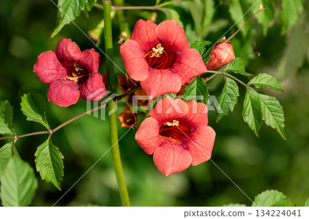 Campsis radicans, the Virginia creeper, or trumpet vine, flowering plant, climbing vine Campsis radicans, the Virginia creeper, or trumpet vine, flowering plant, climbing vine 134224041