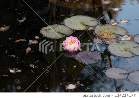 Pink Nymphaea water lily blooms among floating lily pads on a dark pond surface Pink Nymphaea water lily blooms among floating lily pads on a dark pond surface 134224177