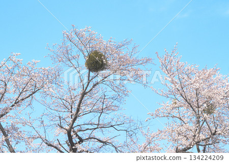 寄生在櫻花樹上的槲寄生 寄生在櫻花樹上的槲寄生 134224209
