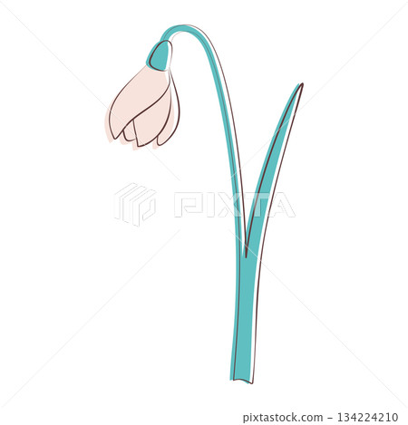 snowdrop flower illustration snowdrop flower illustration 134224210