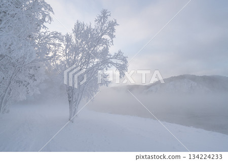 Trees are covered in white snow along the bank of a river. Fog rolls in over the water, creating a cold and quiet scene on a winter day in a remote area. High quality photo Trees are covered in white snow along the bank of a river. Fog rolls in over the water, creating a cold and quiet scene on a winter day in a remote area. High quality photo 134224233