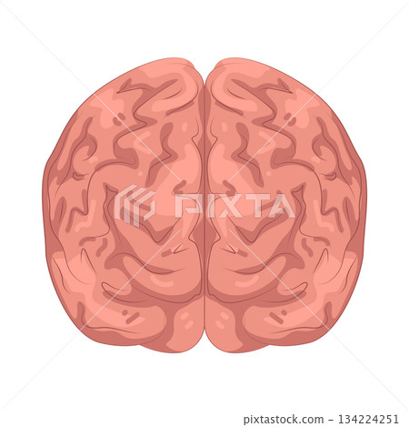 Illustration of human brain Illustration of human brain 134224251