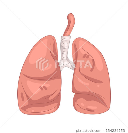Illustration of human lungs Illustration of human lungs 134224253