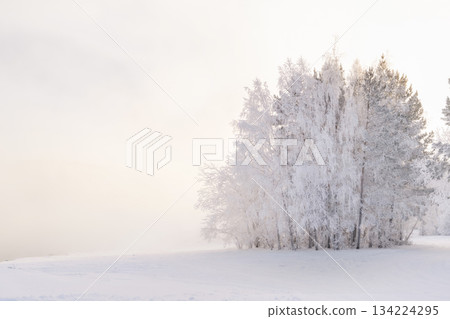 Beautiful minimalist winter christmas copy space background. Fabulous trees in the snow on the shore of a winter foggy lake on a frosty January December day. High quality photo 134224295