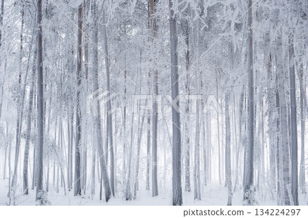 Winter forest shows tall trees covered in snow. The ground is white with snow, and fog creates a quiet atmosphere. The trees stand closely with little visibility beyond them. High quality photo Winter forest shows tall trees covered in snow. The ground is white with snow, and fog creates a quiet atmosphere. The trees stand closely with little visibility beyond them. High quality photo 134224297