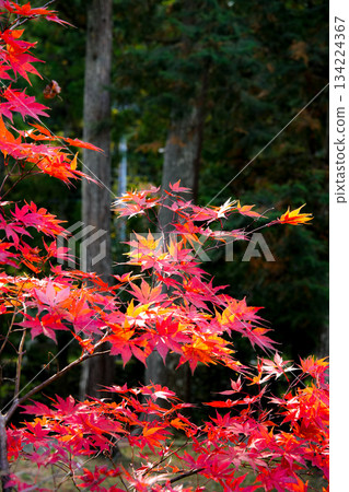 二部大師神社的秋葉 二部大師神社的秋葉 134224367