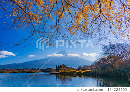 【靜岡縣】狸湖和富士山的秋葉 134224503