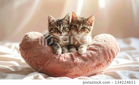 Cute domestic feline pet portrait of a young white kitten on the floor, chair, or sofa Cute domestic feline pet portrait of a young white kitten on the floor, chair, or sofa 134224651