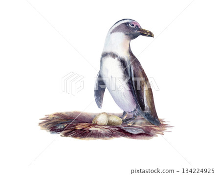 Female African spectacled penguin with eggs in a nest,as a symbol of the preservation of endangered bird species that has fallen victim to environmental,anthropogenic factor.Watercolor illustration 134224925