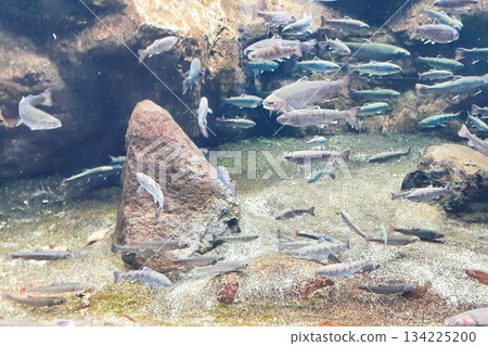 Fish at Nakagawa Water Park 134225200