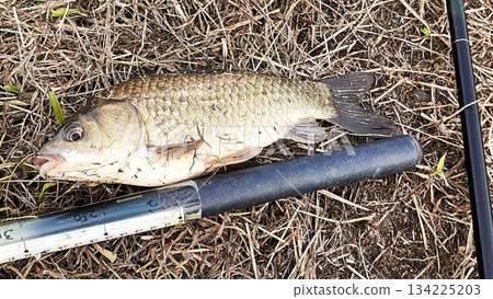 釣到鯽魚 134225203