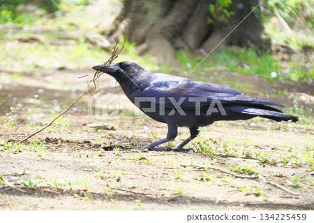一隻大嘴烏鴉正在收集築巢材料 一隻大嘴烏鴉正在收集築巢材料 134225459