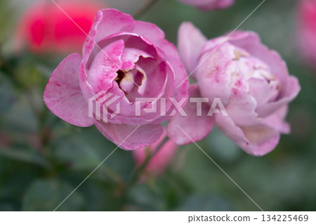 Soft pink roses in bloom stand out against a blurred garden background, showing delicate petals and natural texture Soft pink roses in bloom stand out against a blurred garden background, showing delicate petals and natural texture 134225469