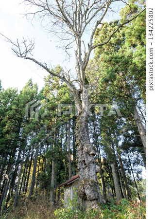 山形縣的巨型橡樹 山形縣的巨型橡樹 134225802