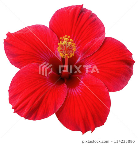 Vibrant red hibiscus flower closeup. beautiful single blossom of tropical plant feeling of passion and beauty 134225890