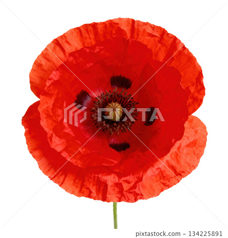 Close up of red poppy flower blossom with delicate petal and stem, symbol of peaceful remembrance 134225891