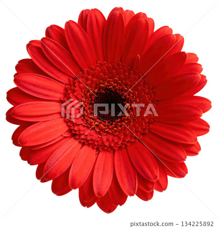 Vibrant red gerbera daisy flower in full bloom. beautiful close up blossom showing detailed petal texture 134225892