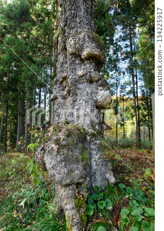 Old oak tree, Yamagata Prefecture Old oak tree, Yamagata Prefecture 134225917