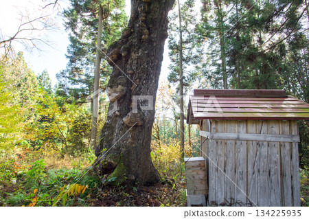 Old oak tree, Yamagata Prefecture 134225935