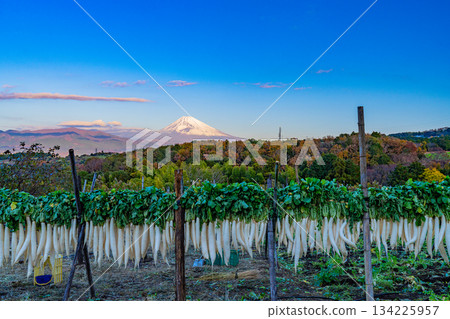 [Shizuoka Prefecture] A Late Autumn Tradition: Dried Daikon Radishes on the Western Foot of Hakone 134225957