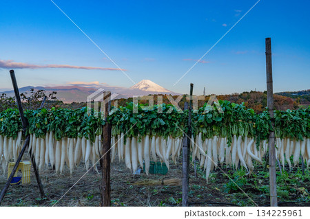 [Shizuoka Prefecture] A Late Autumn Tradition: Dried Daikon Radishes on the Western Foot of Hakone 134225961