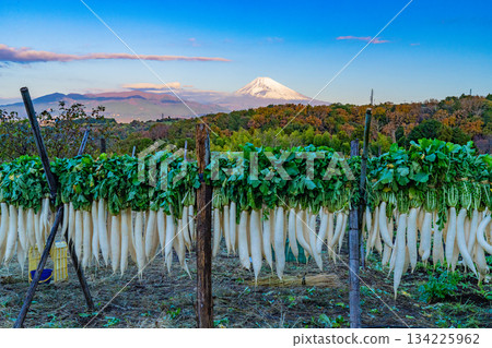 [Shizuoka Prefecture] A Late Autumn Tradition: Dried Daikon Radishes on the Western Foot of Hakone 134225962