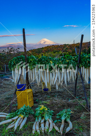 [Shizuoka Prefecture] A Late Autumn Tradition: Dried Daikon Radishes on the Western Foot of Hakone 134225963