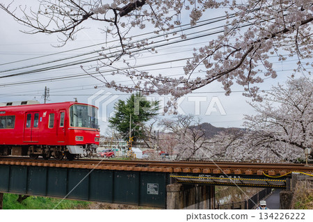 一列名古屋鐵道列車駛過一座櫻花盛開的鐵路橋。 一列名古屋鐵道列車駛過一座櫻花盛開的鐵路橋。 134226222