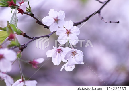 Beautiful cherry blossoms beginning to fall Beautiful cherry blossoms beginning to fall 134226285