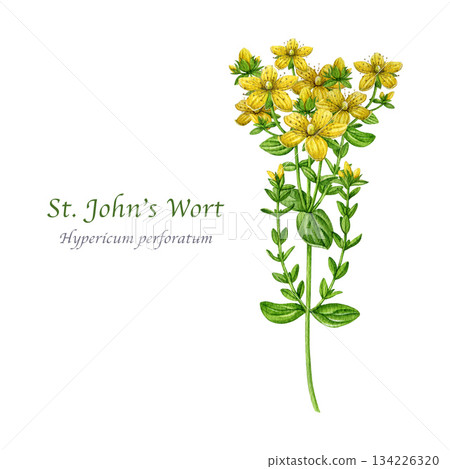St. John's wort herb watercolor illustration. Hand drawn hypericum perforatum medicinal plant vintage style realistic illustration on white background. St Johns wort herbal treatment ingredien St. John's wort herb watercolor illustration. Hand drawn hypericum perforatum medicinal plant vintage style realistic illustration on white background. St Johns wort herbal treatment ingredien 134226320