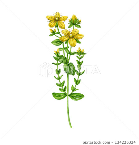 St. John's wort plant hand drawn watercolor illustration. Hypericum perforatum medicinal herb vintage style realistic illustration on white background. St Johns wort herbal treatment ingredient 134226324