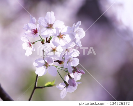 beautiful cherry blossoms in full bloom beautiful cherry blossoms in full bloom 134226372